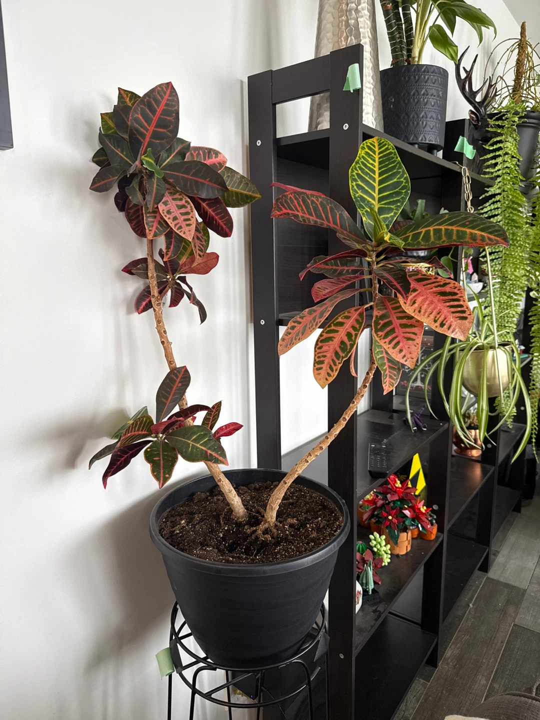 Croton Plant in Black Pot