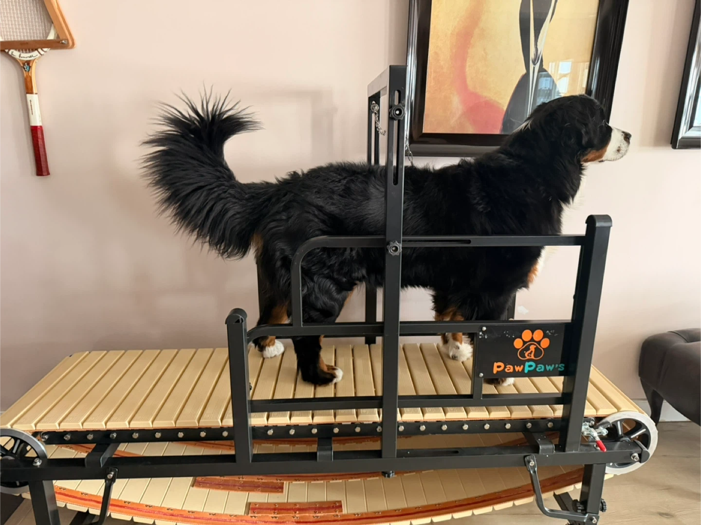 PawPaws Dog Treadmill - photo 4