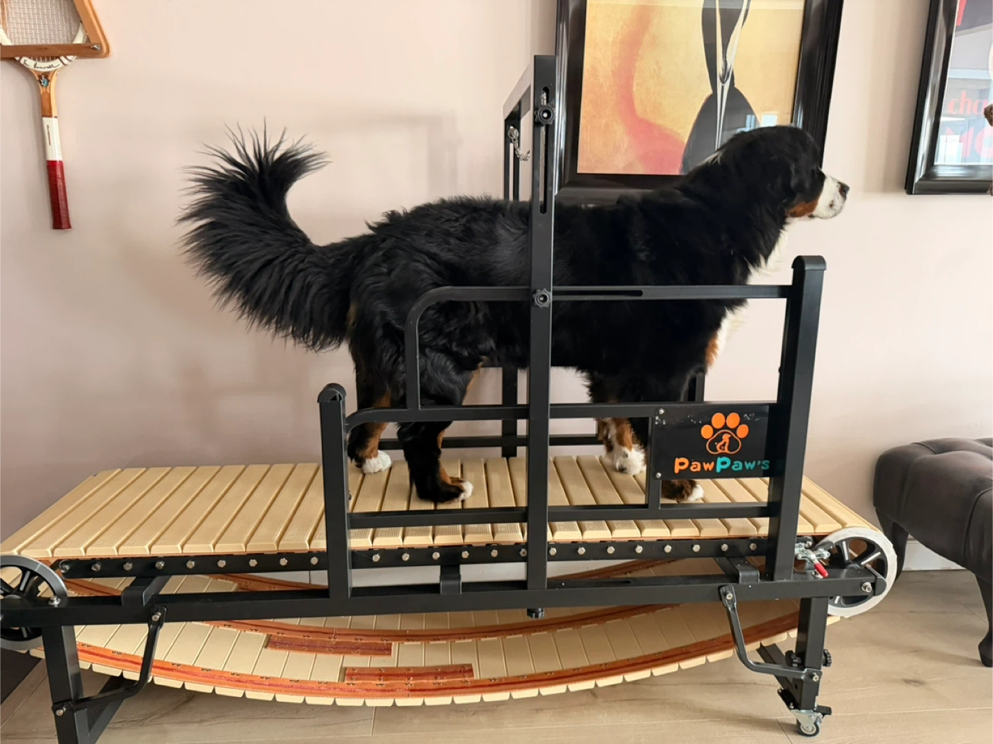 PawPaws Dog Treadmill - photo 5