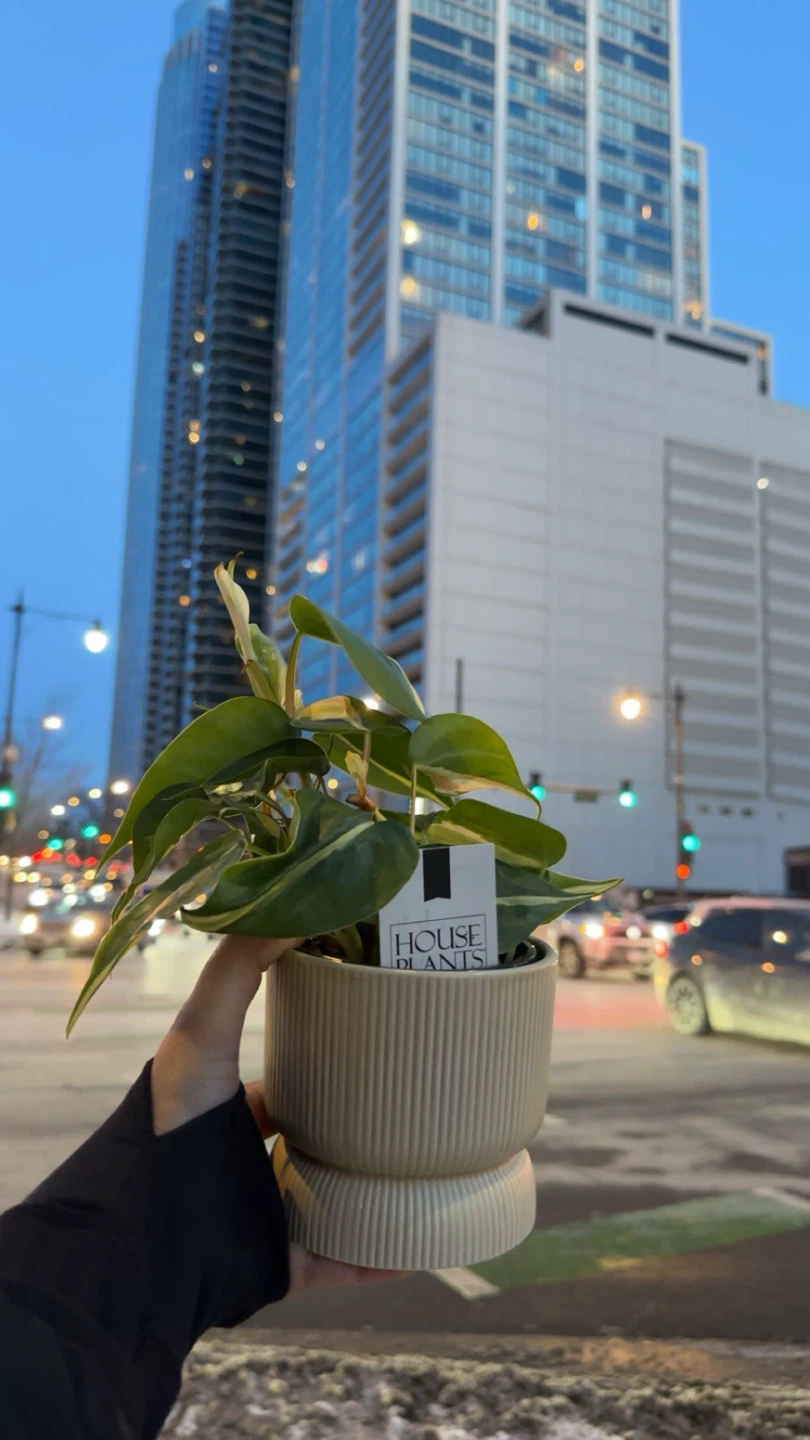 Philodendron Brasil House Plant in Ceramic Pot