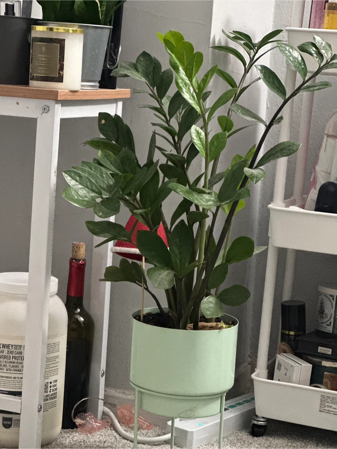 ZZ Plant in Light Green Pot