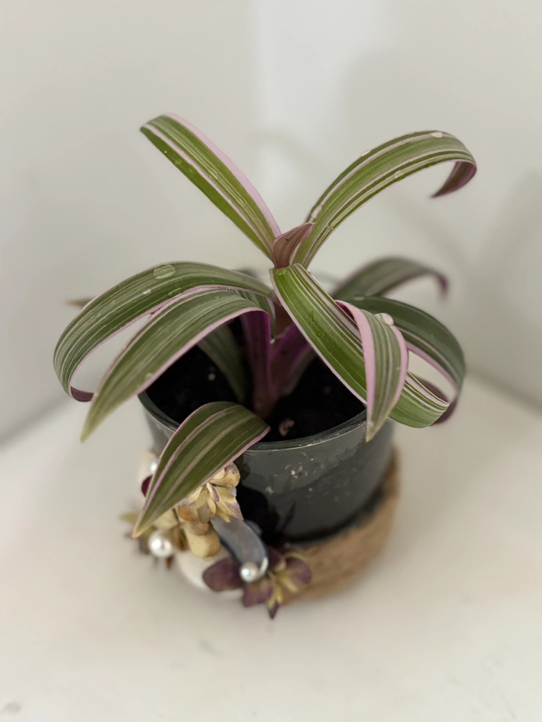 💗Tradescantia Zebrina Plant in Decorative Pot - photo 4