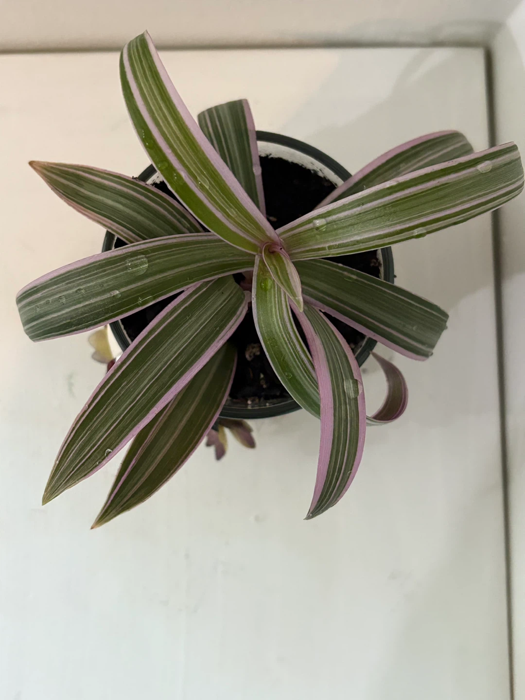 💗Tradescantia Zebrina Plant in Decorative Pot - photo 5