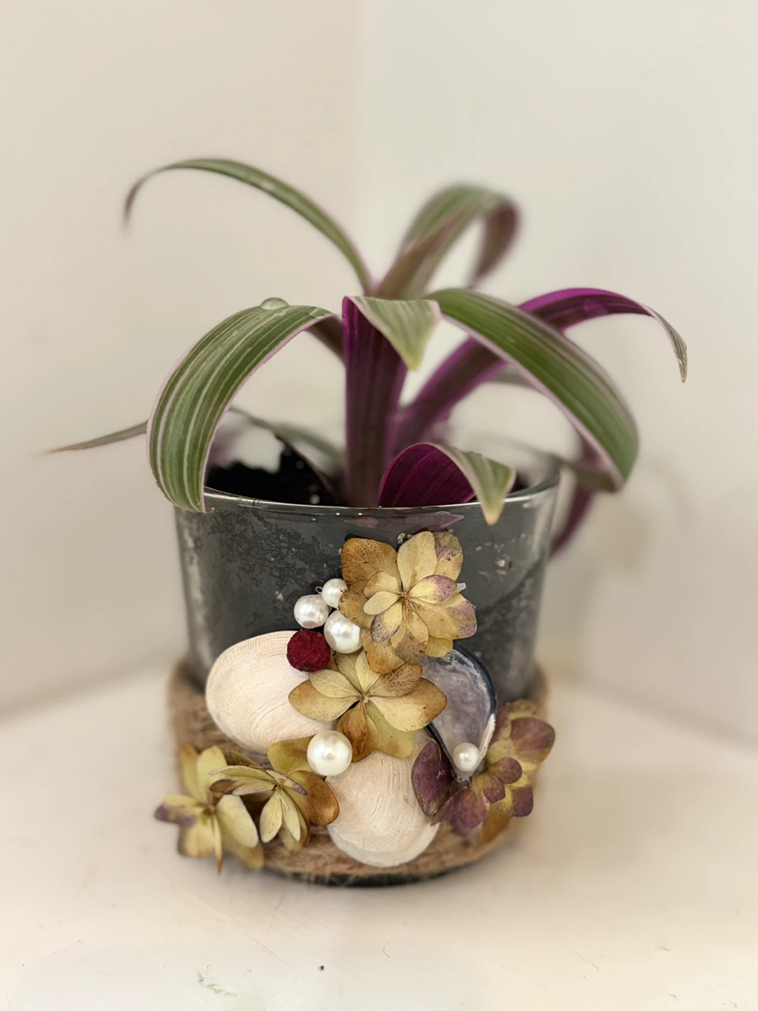 💗Tradescantia Zebrina Plant in Decorative Pot