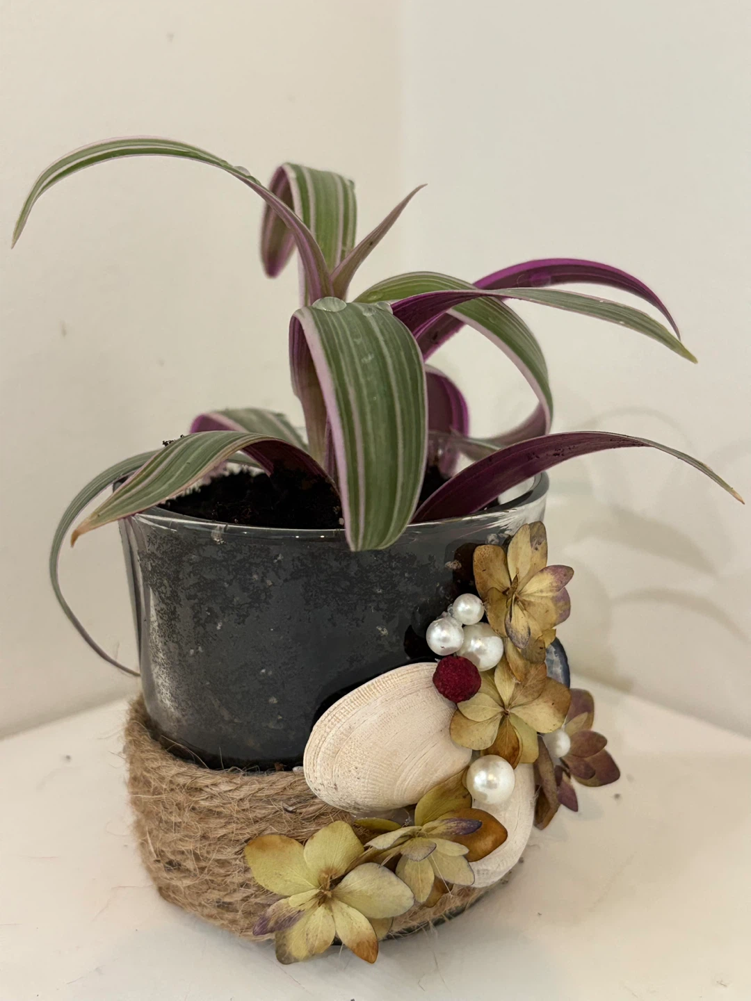 💗Tradescantia Zebrina Plant in Decorative Pot - photo 3