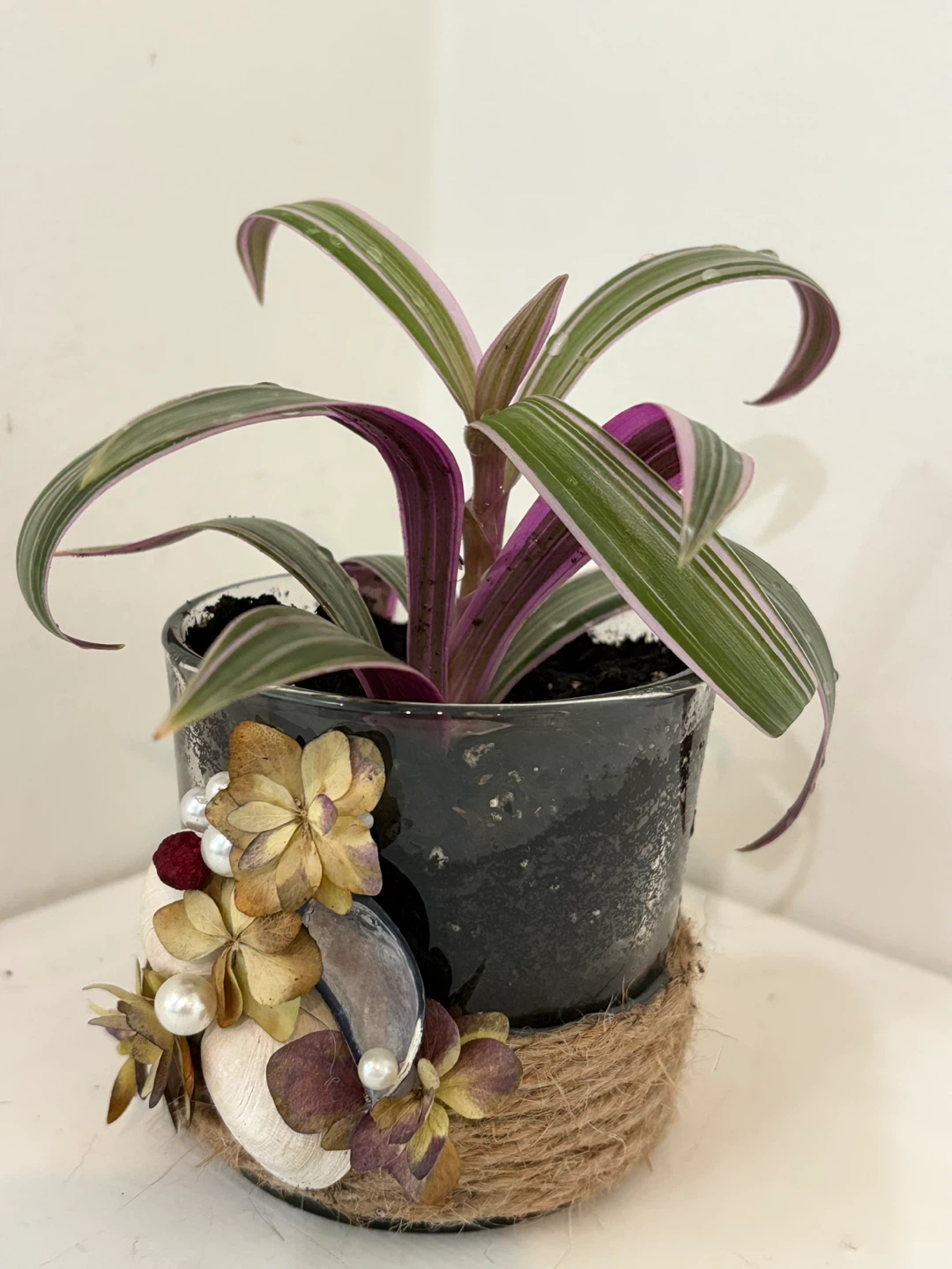 💗Tradescantia Zebrina Plant in Decorative Pot - photo 2