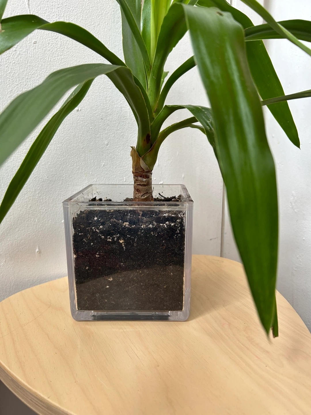 Yucca plant - photo 3