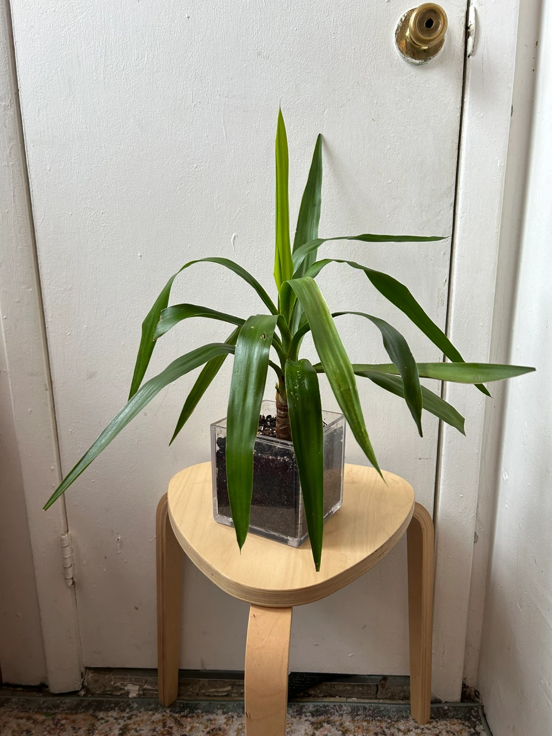 Yucca plant