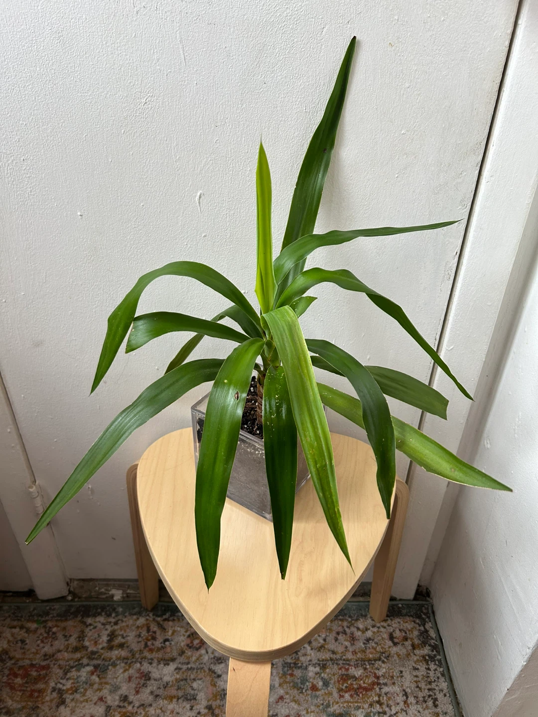 Yucca plant - photo 4
