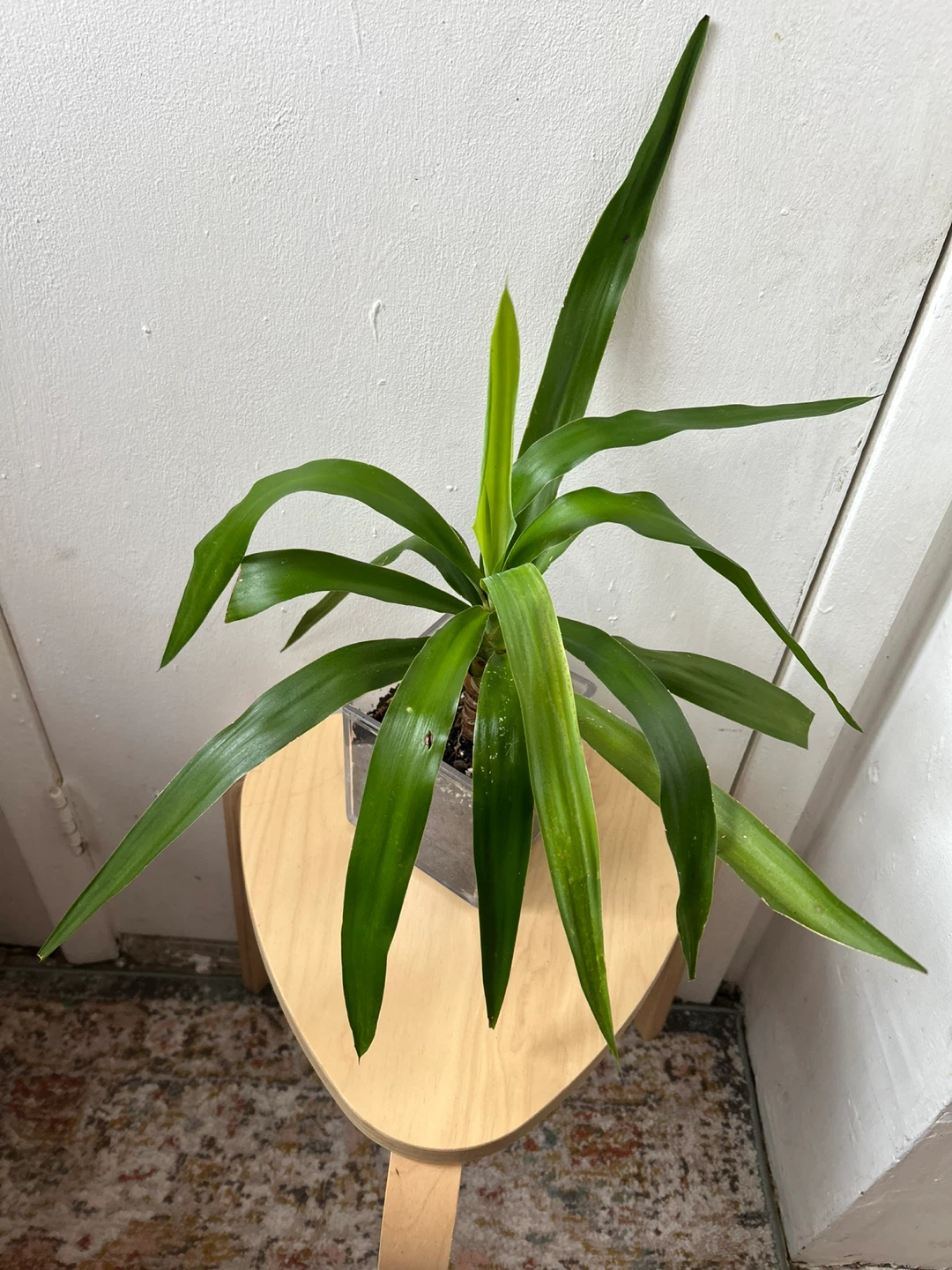 Yucca plant - photo 2
