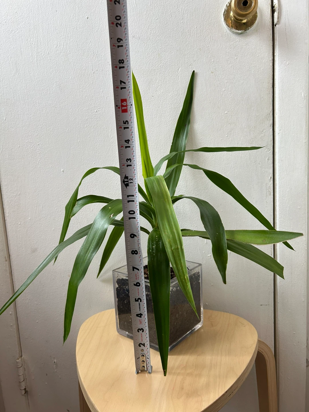 Yucca plant - photo 5