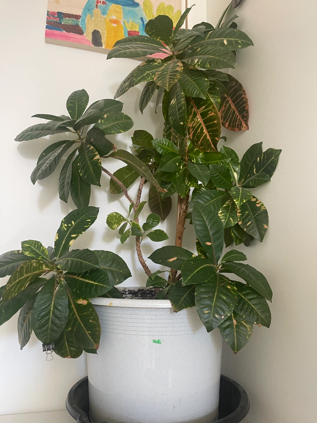 Indoor Plant in White Pot