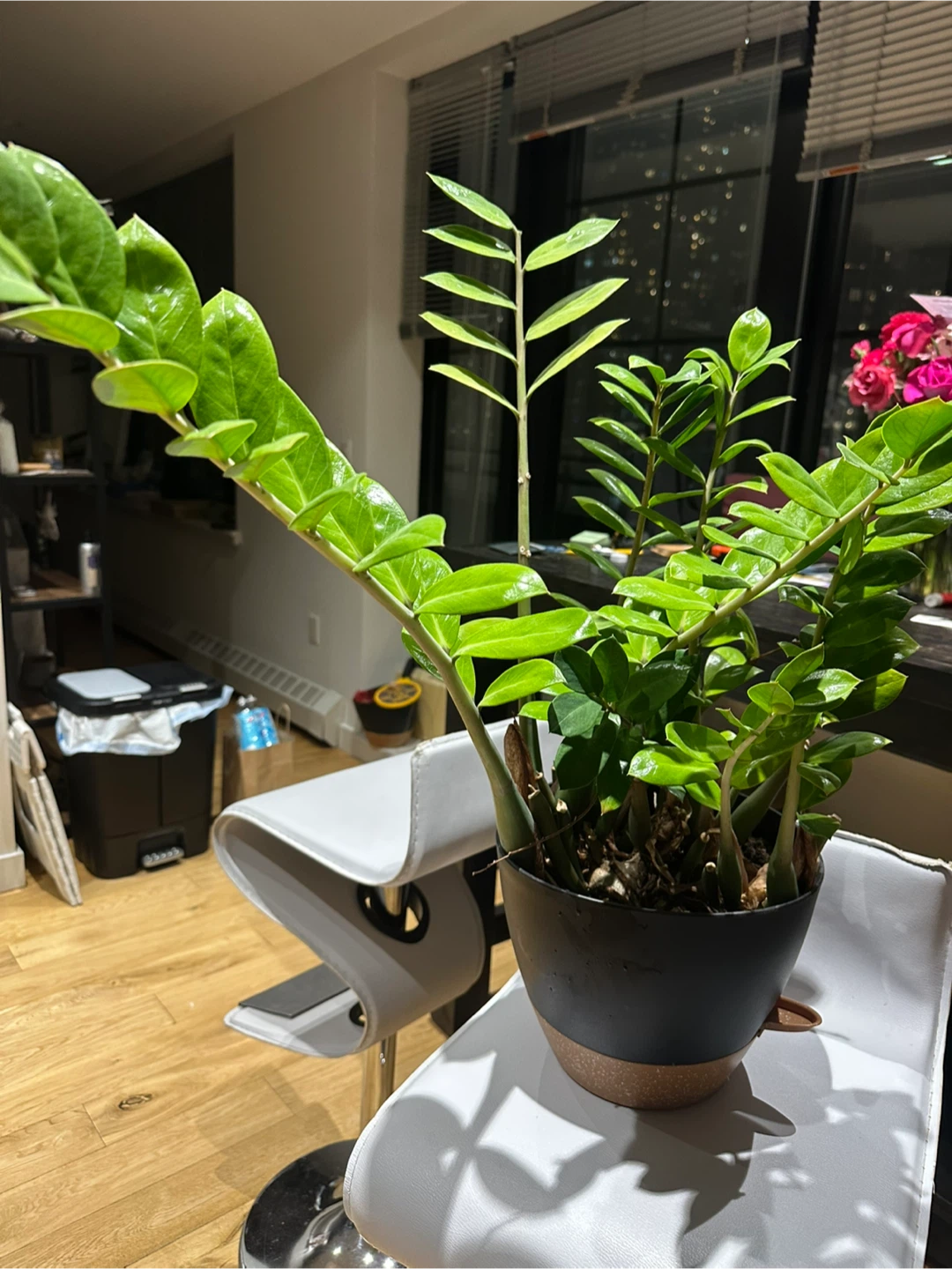 ZZ Plant in Black Pot