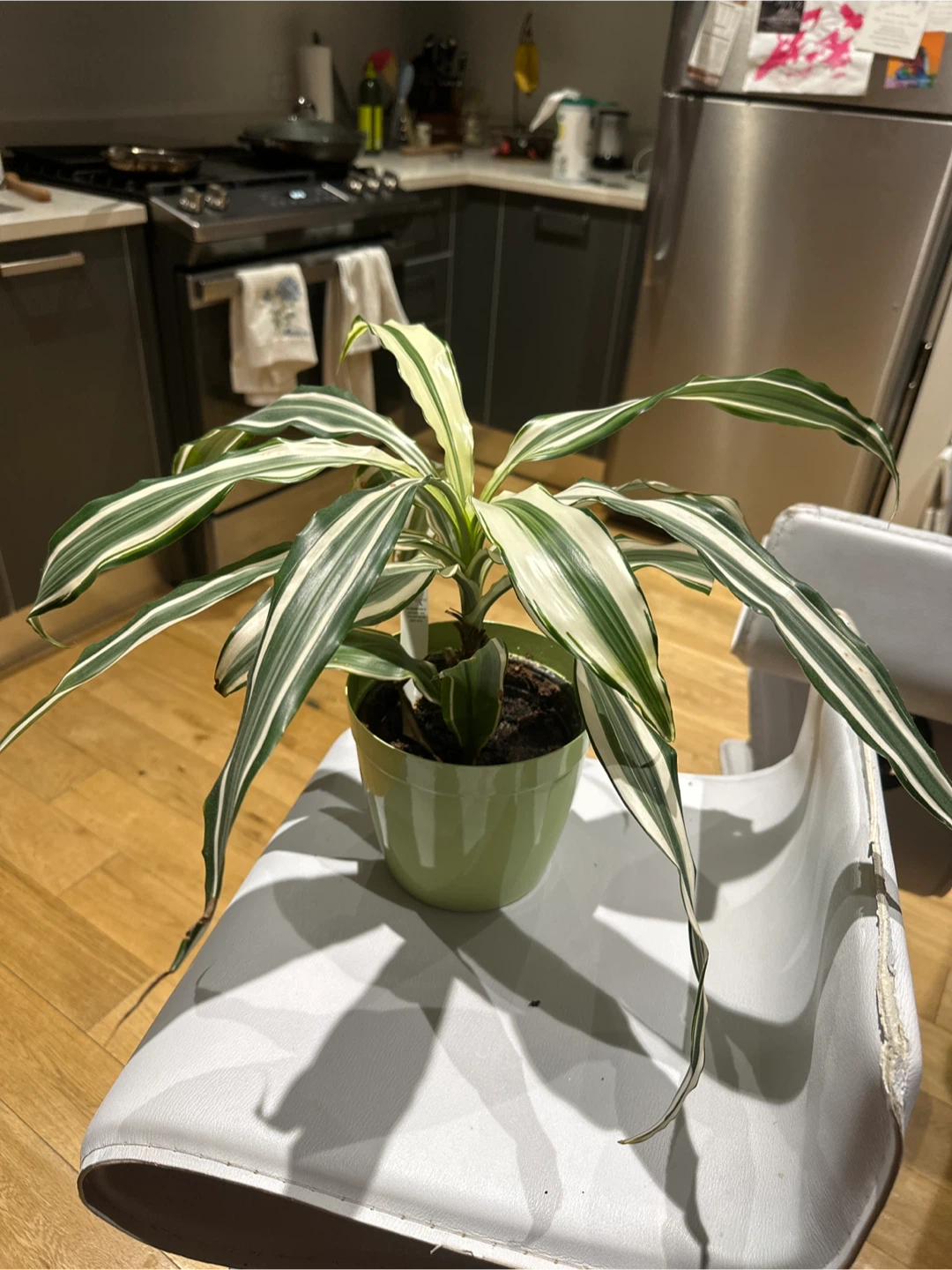 Dracaena fragrans 'Massangeana' Corn Plant