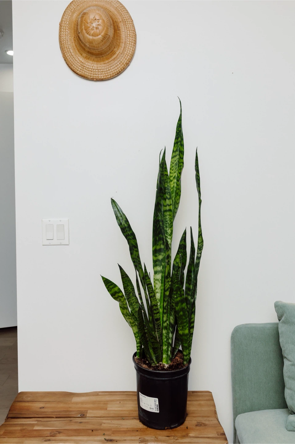 Snake Plant for sale. Four feet tall.