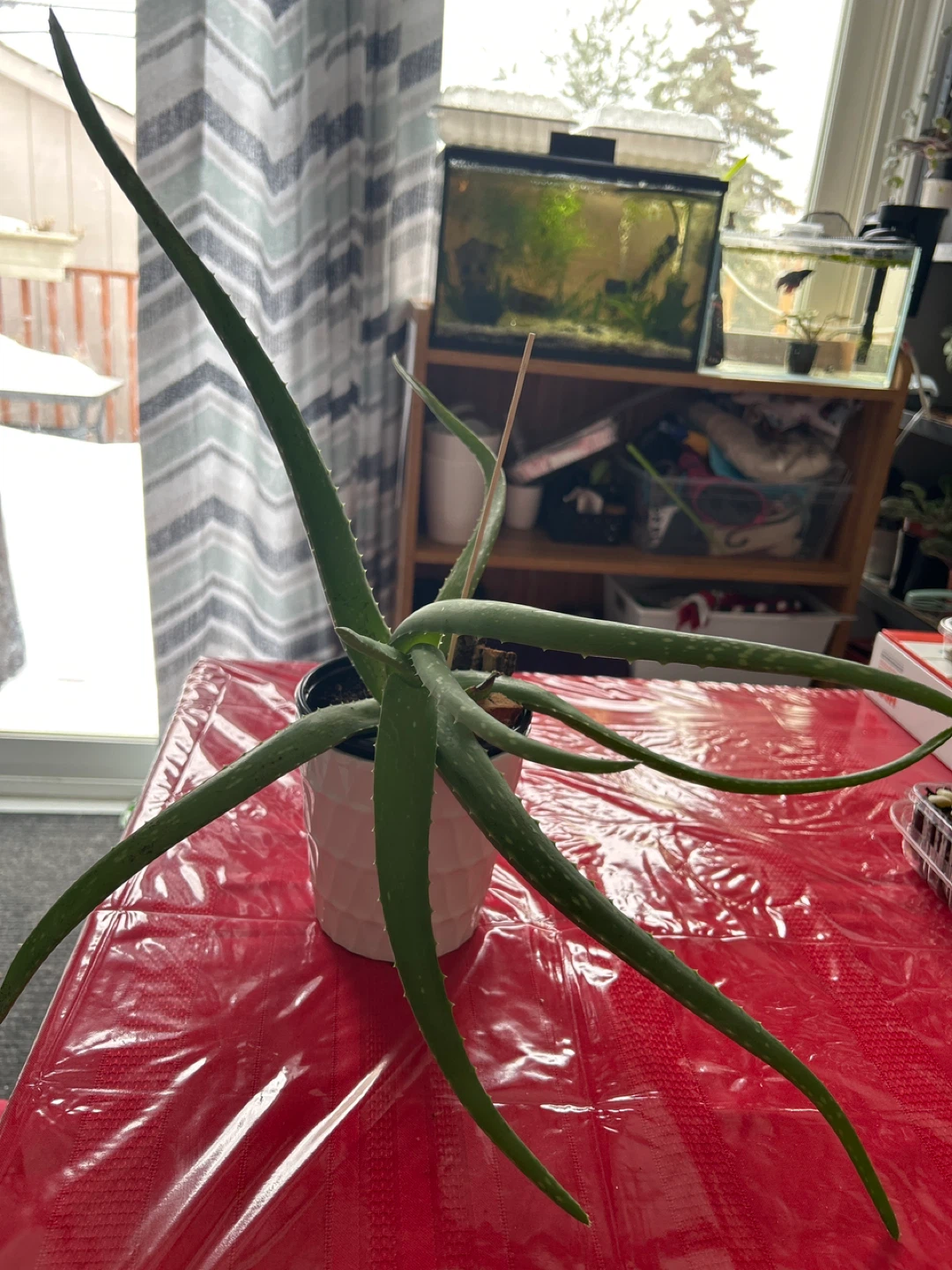 Aloe Vera Plant in White Pot - photo 2