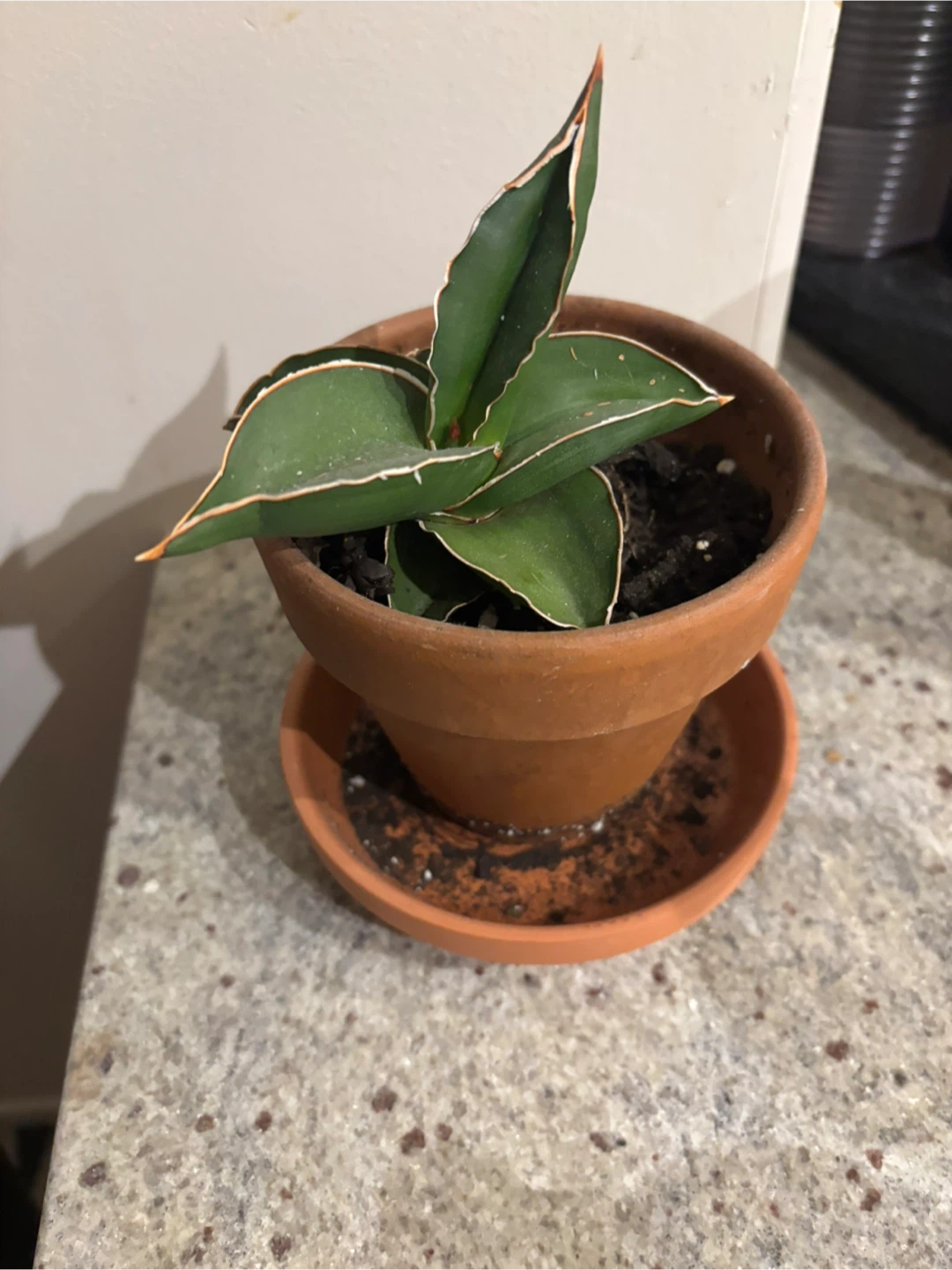 Snake Plant - photo 2