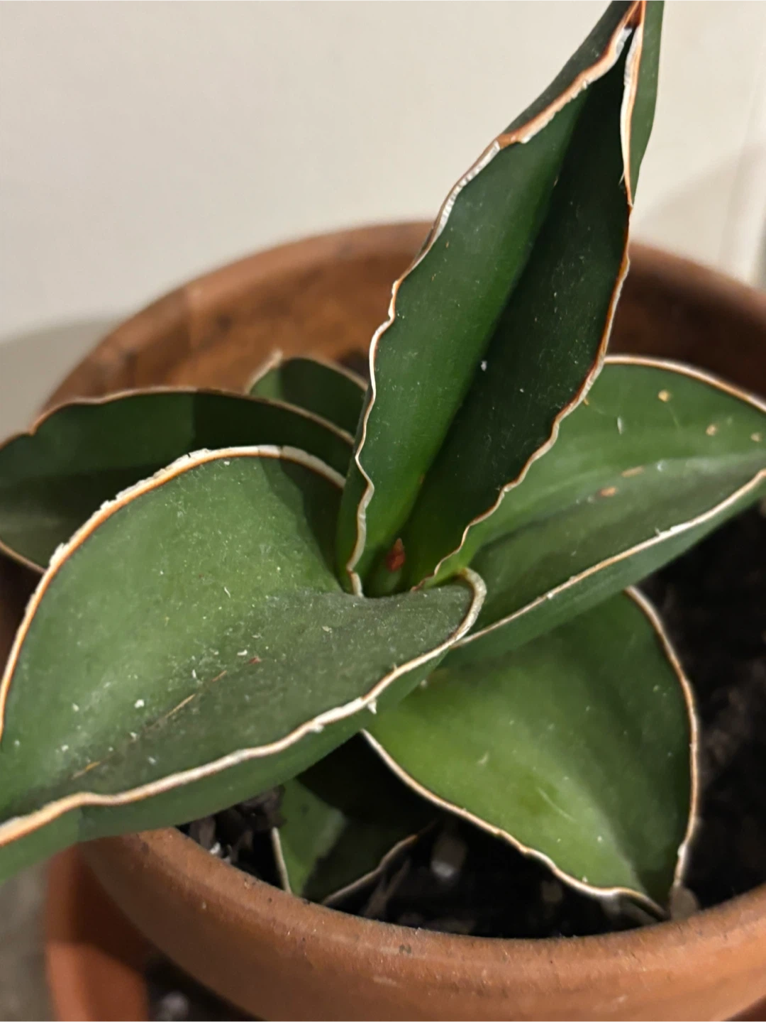 Snake Plant