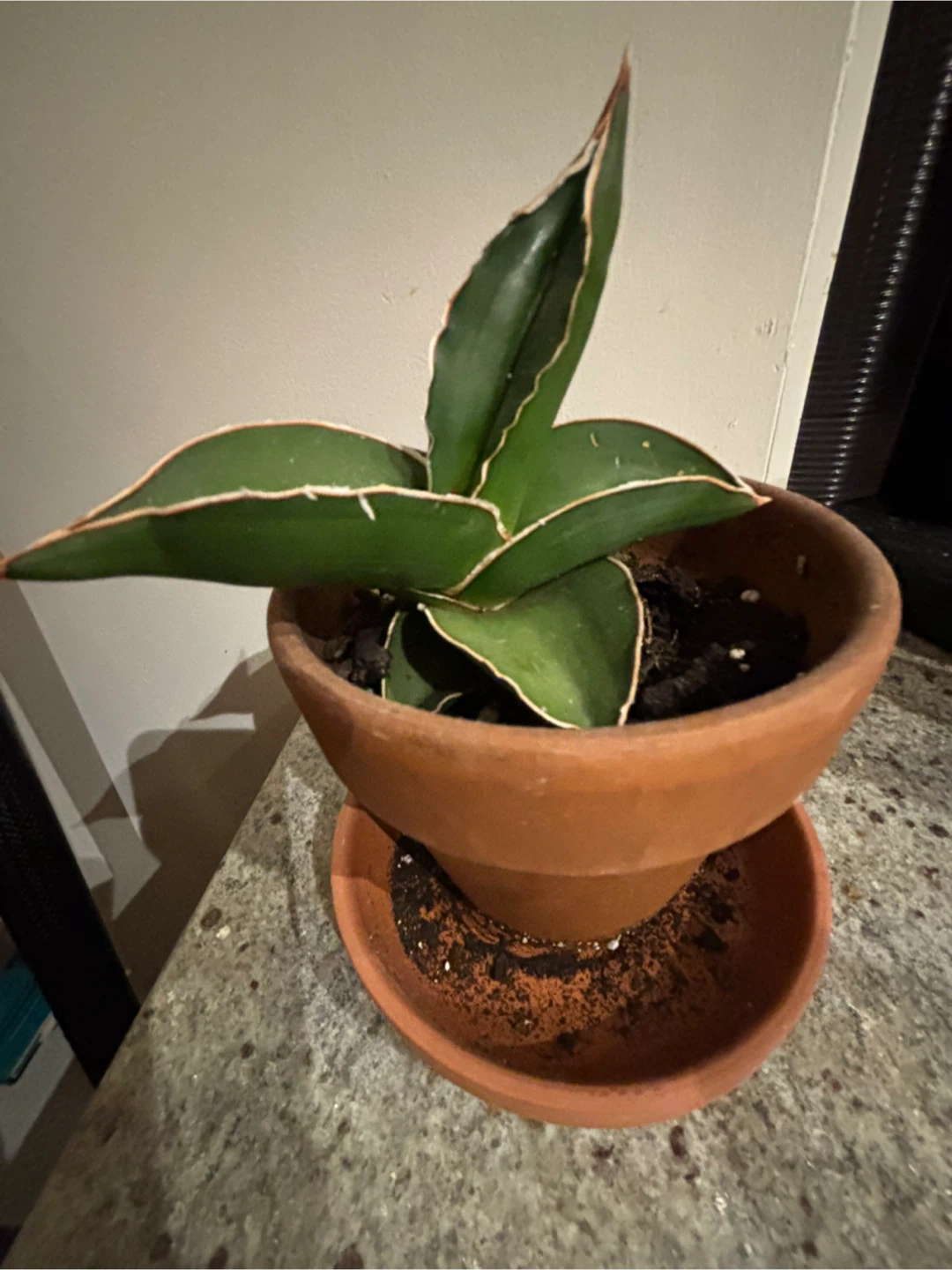 Snake Plant - photo 3
