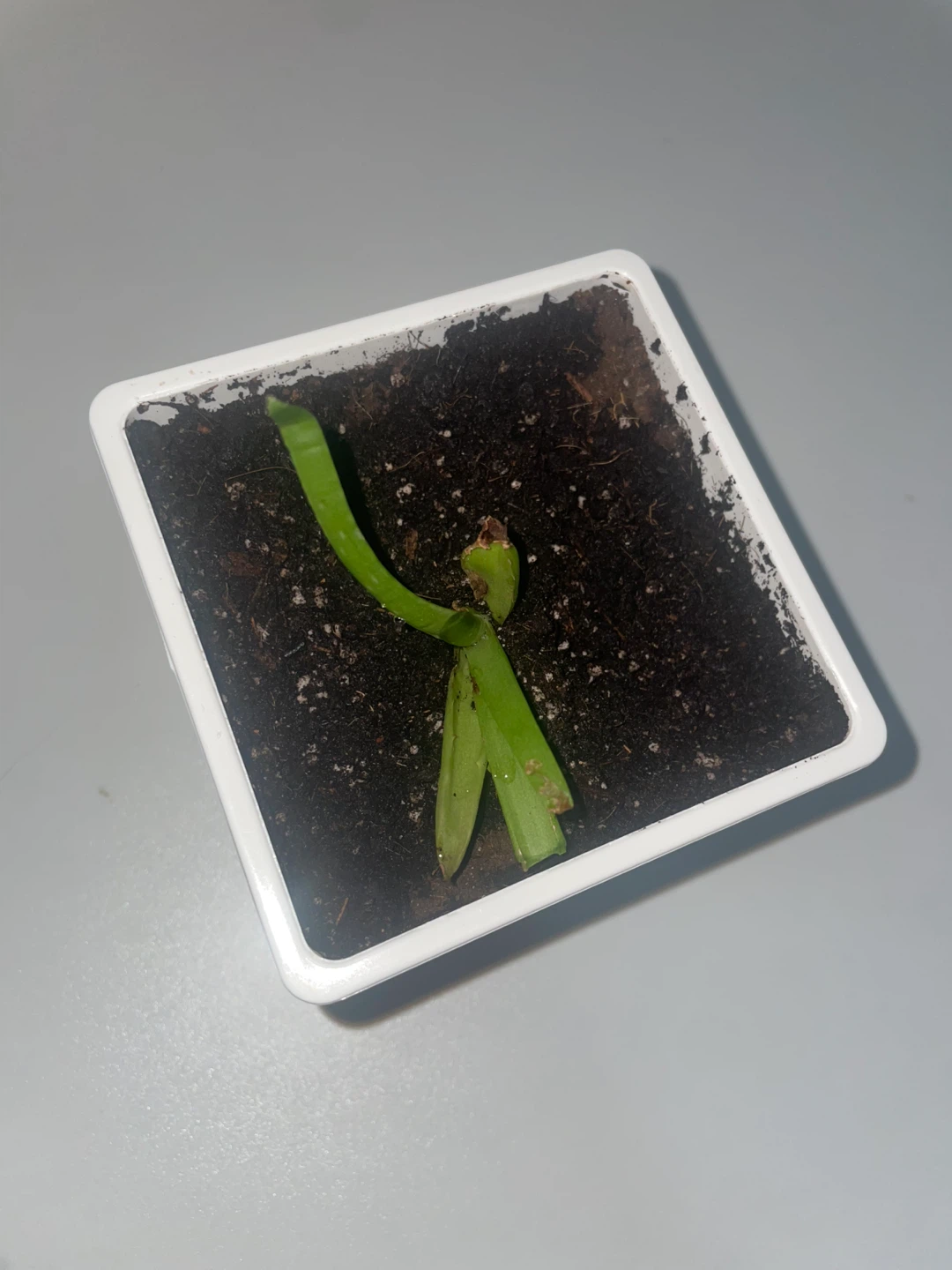 Aloe Vera plant