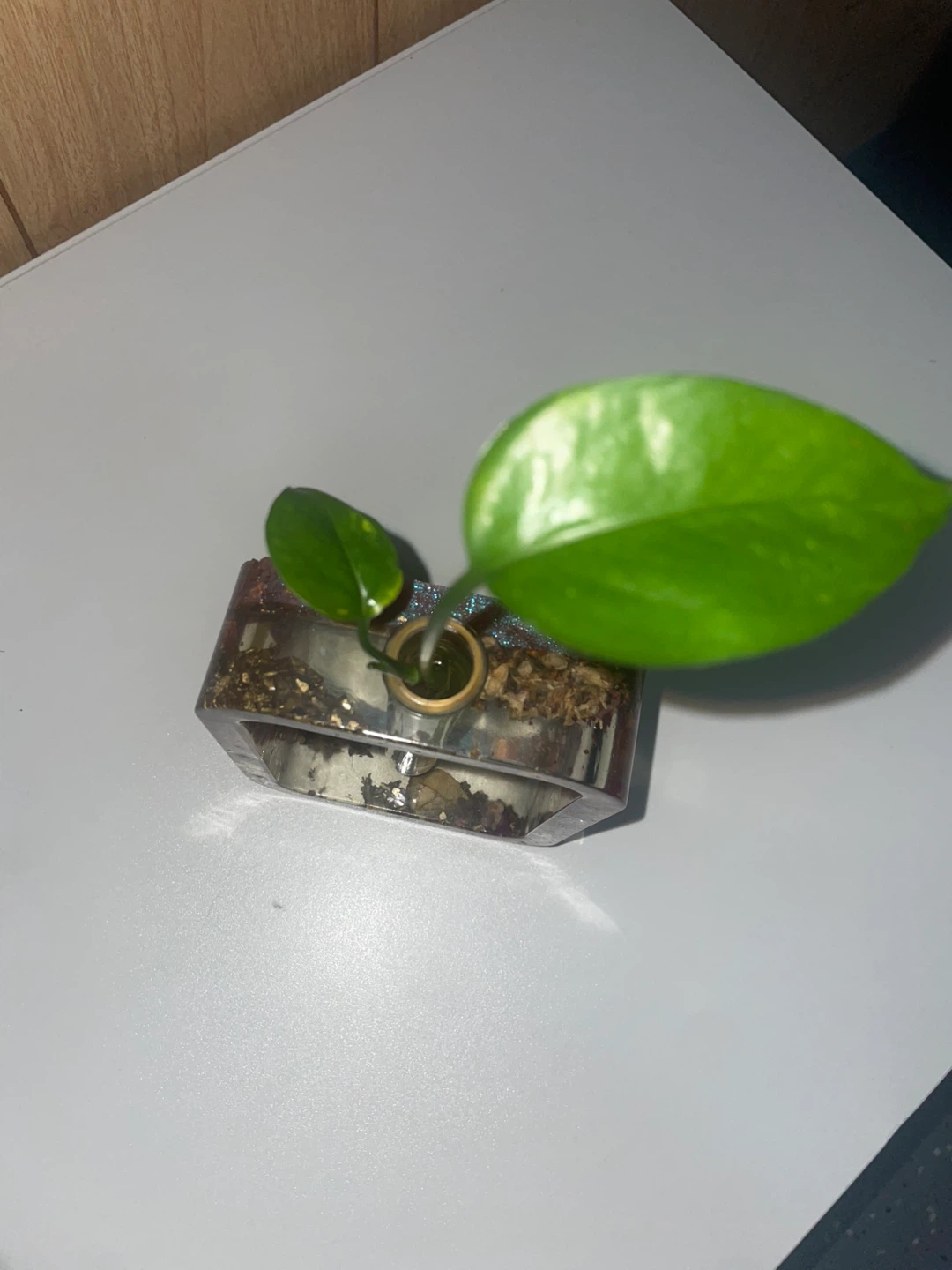 Pothos plant