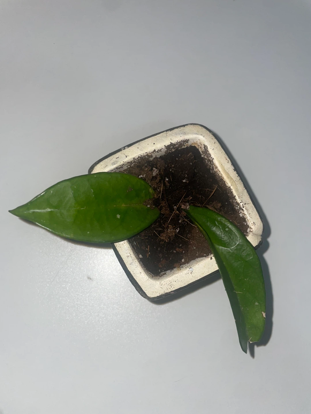 Hoya plants