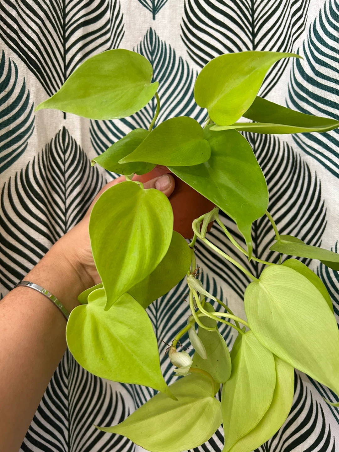 Neon pothos 🥕 - photo 3