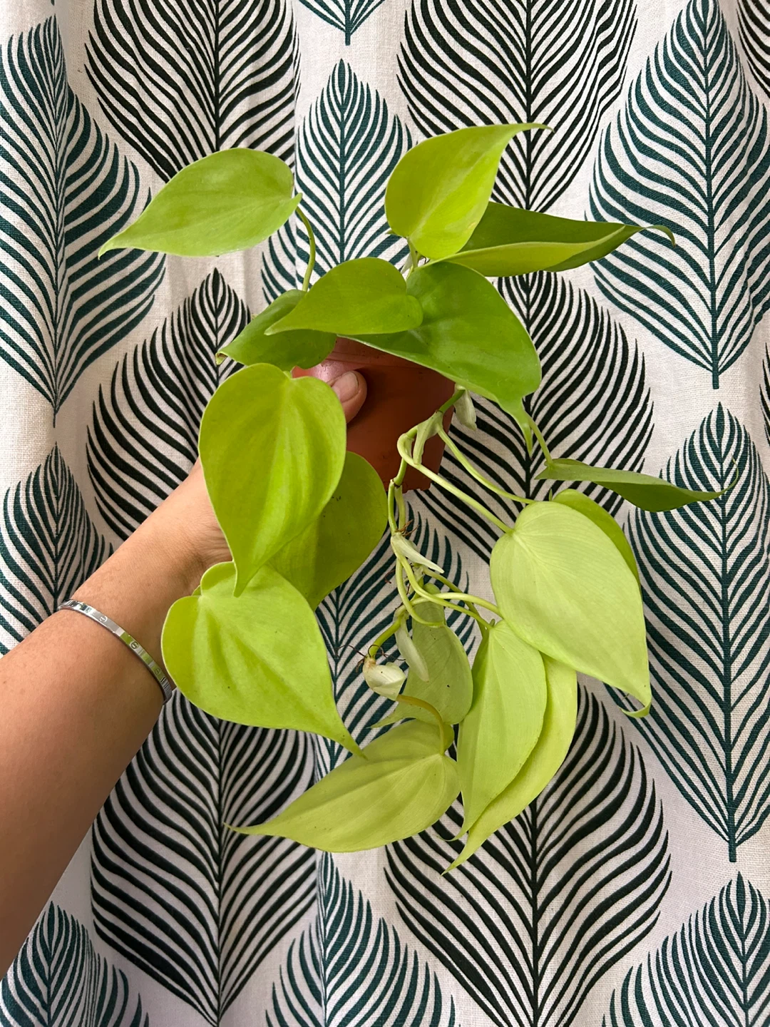 Neon pothos 🥕