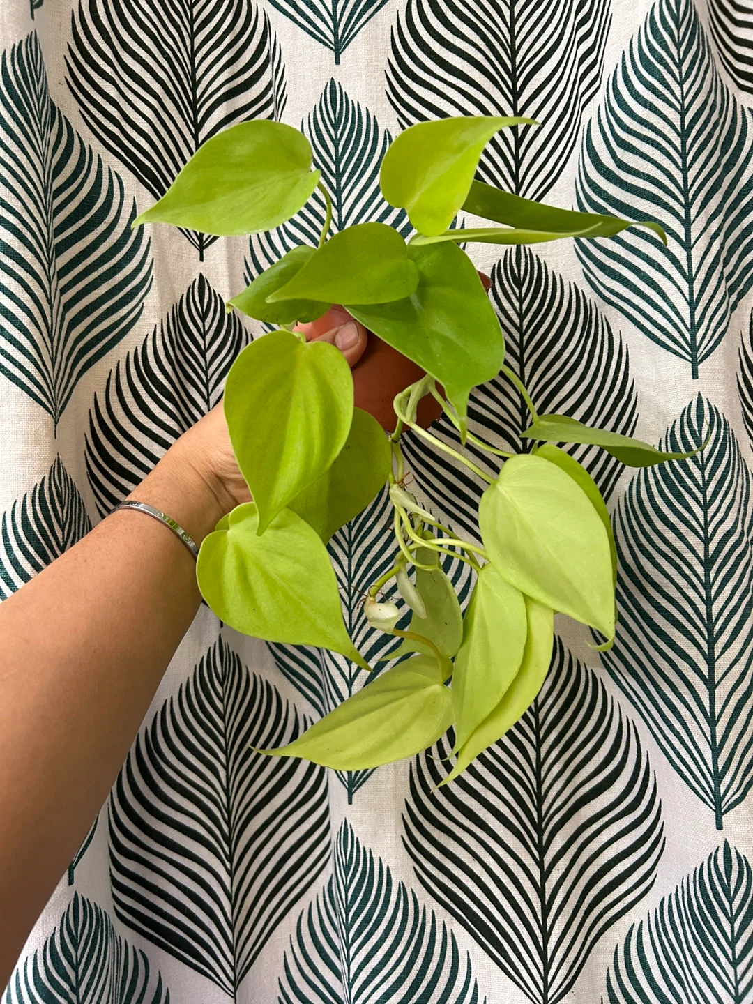 Neon pothos 🥕 - photo 2