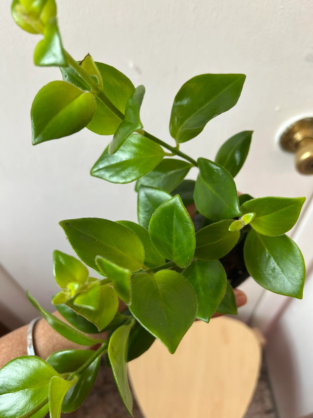Lipstick Mona Lisa plant 🥕 - photo 4