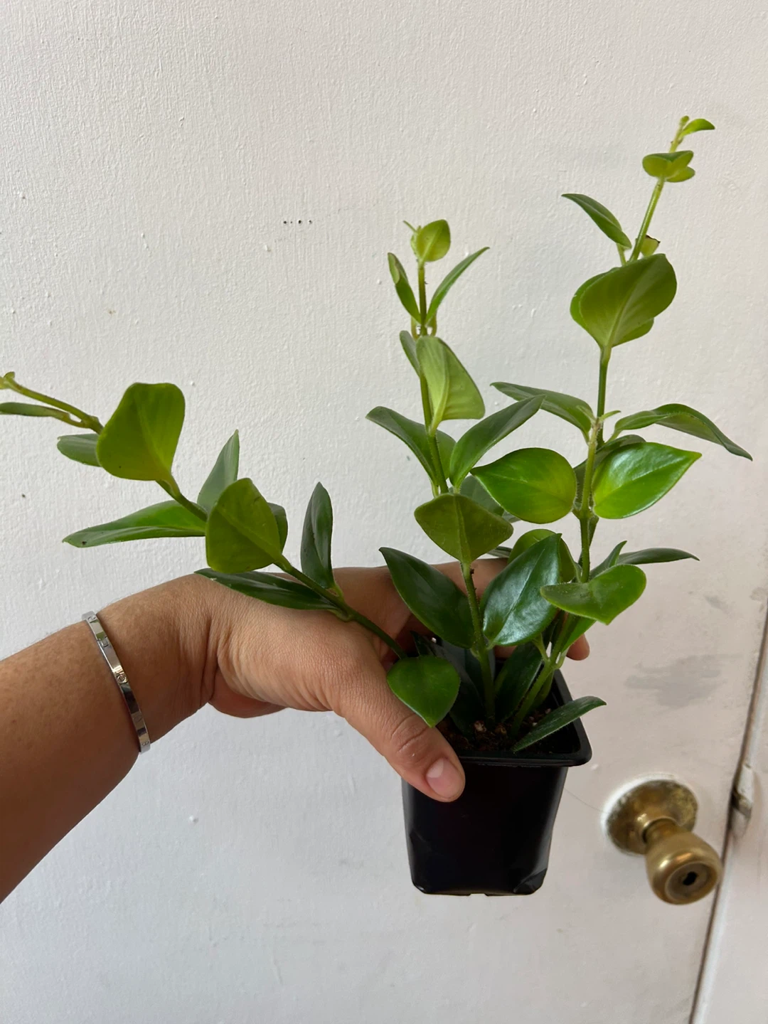 Lipstick Mona Lisa plant 🥕 - photo 3
