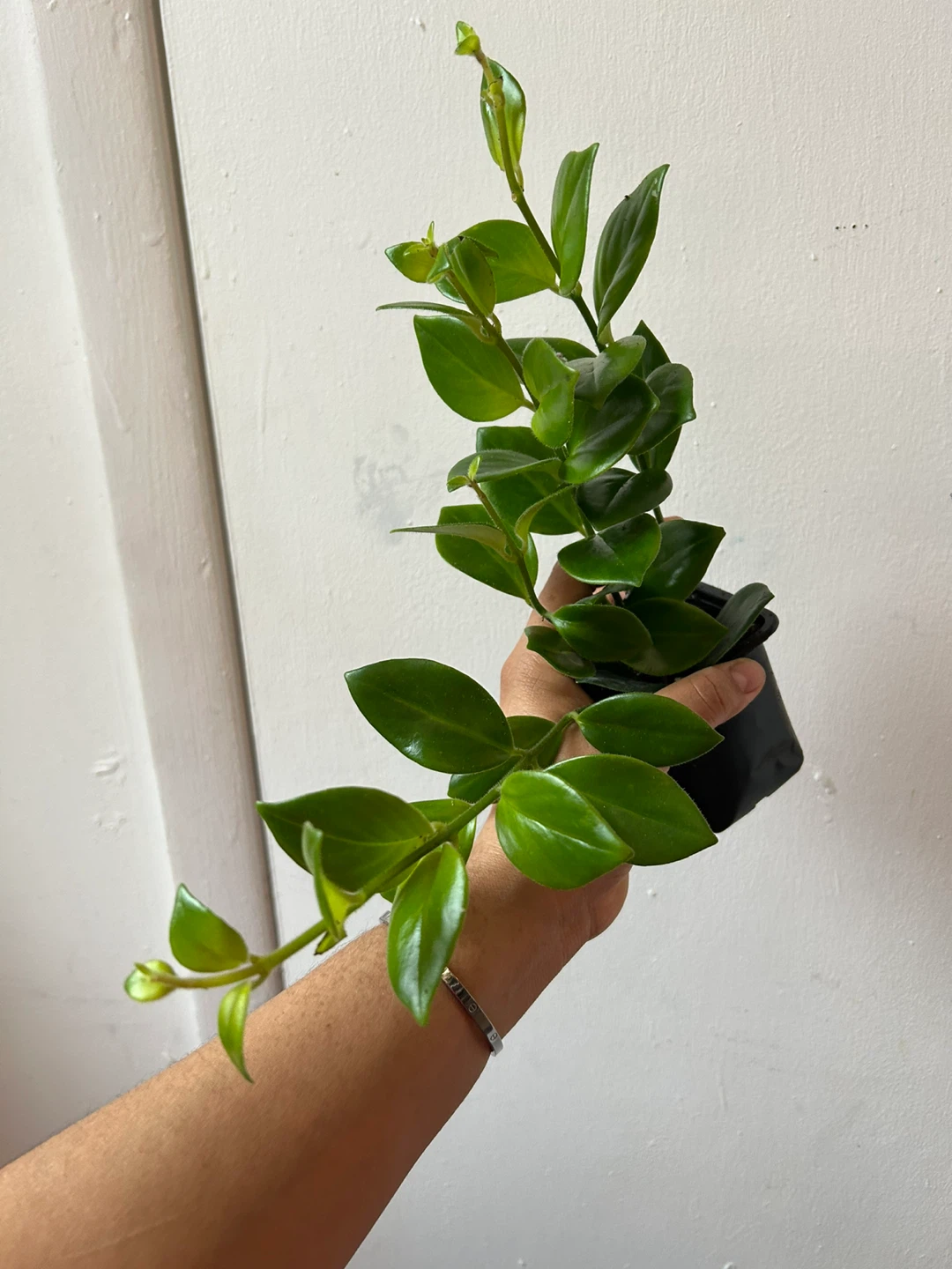 Lipstick Mona Lisa plant 🥕