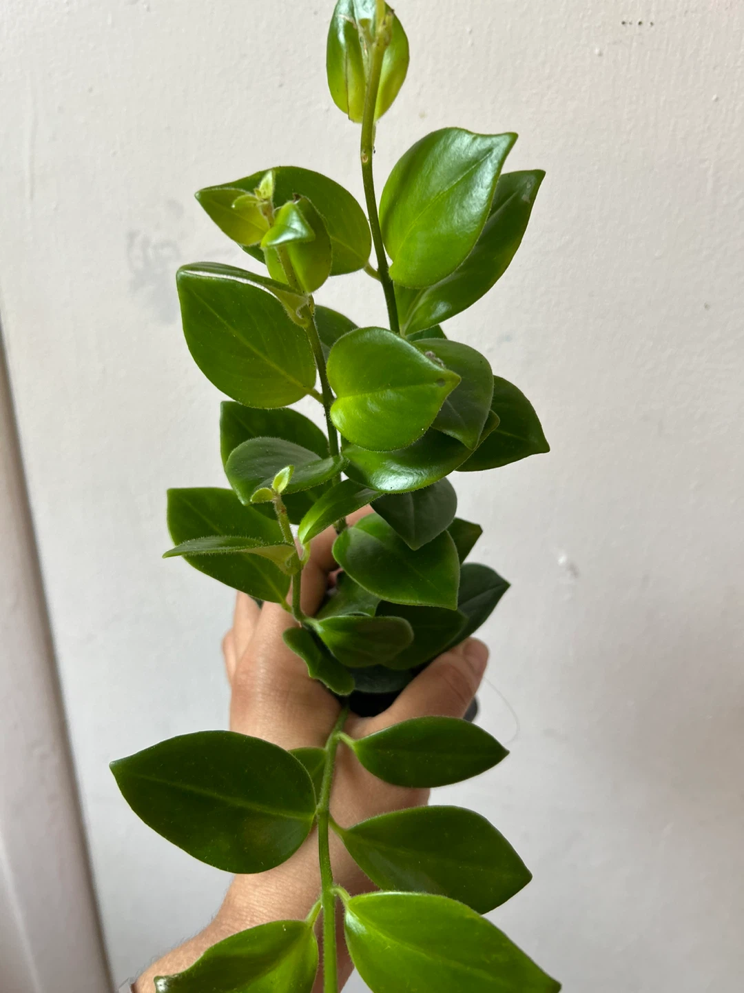 Lipstick Mona Lisa plant 🥕 - photo 2