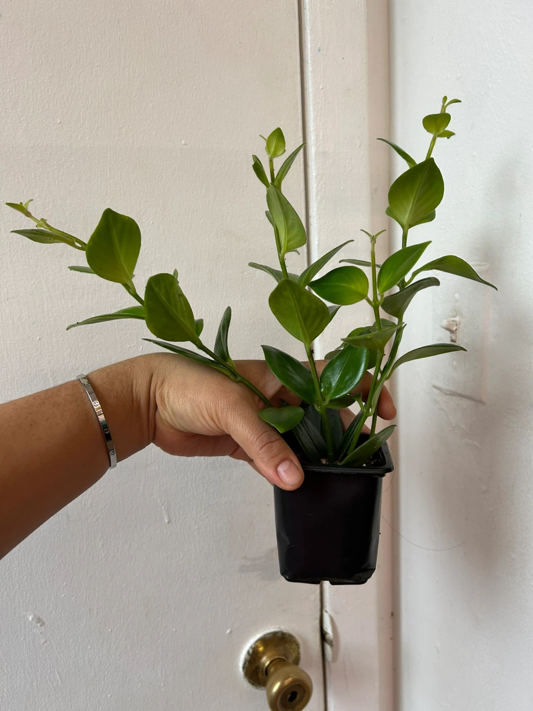 Lipstick Mona Lisa plant 🥕 - photo 5