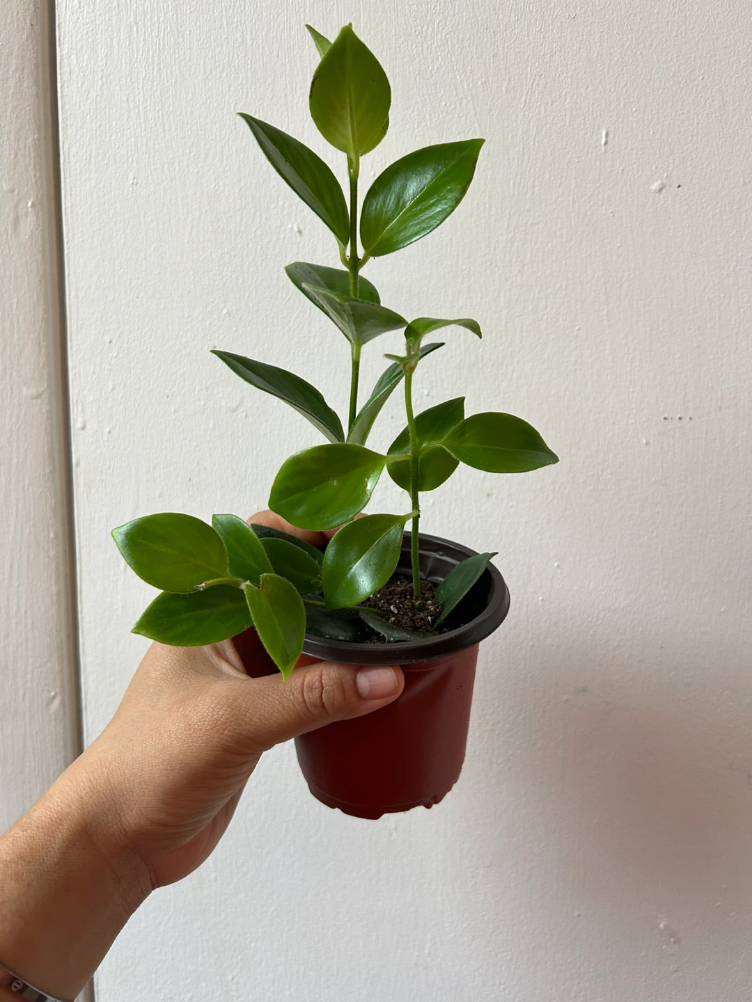 Lipstick plant Mona Lisa 🥕 - photo 3