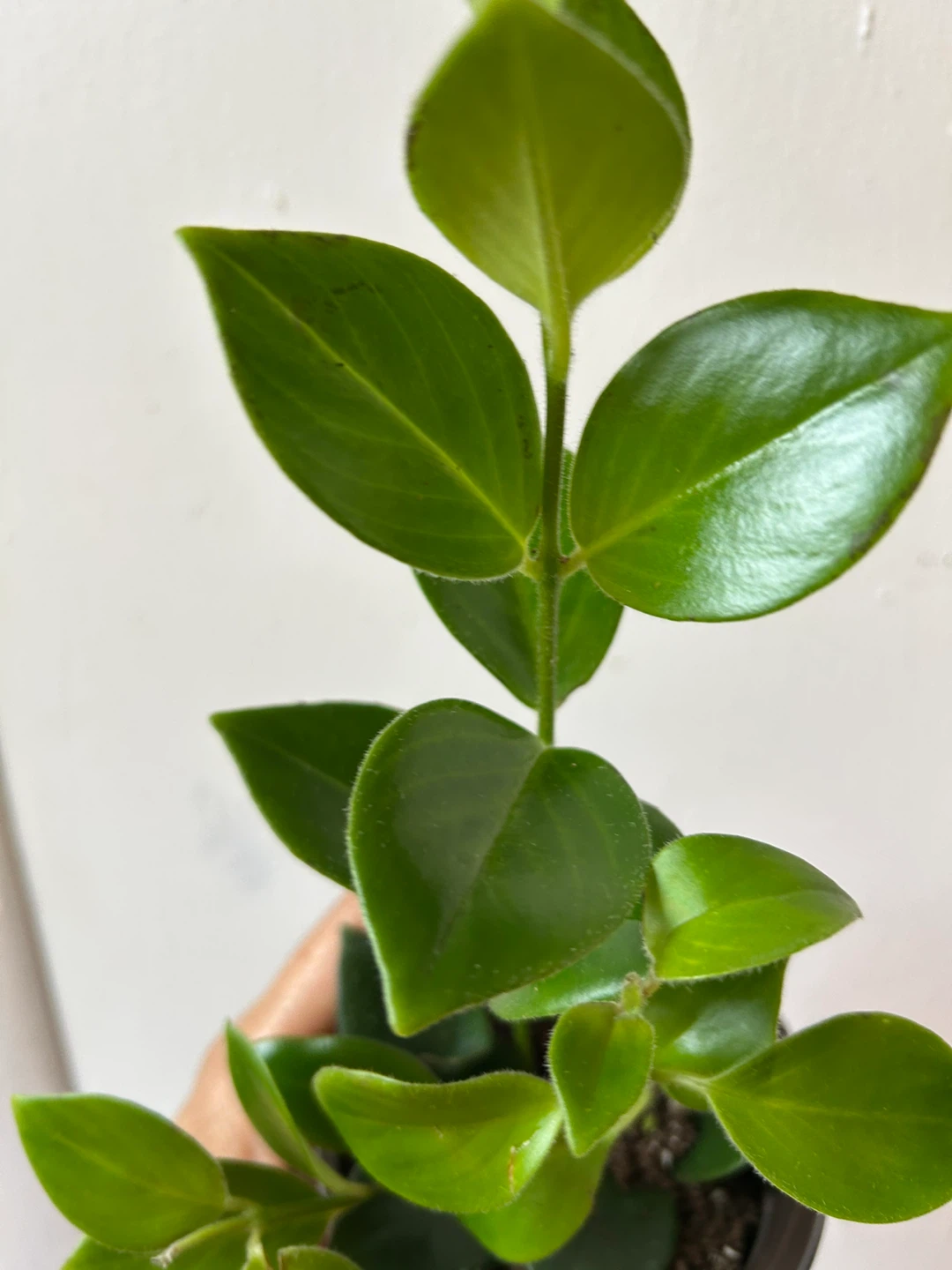 Lipstick plant Mona Lisa 🥕 - photo 2