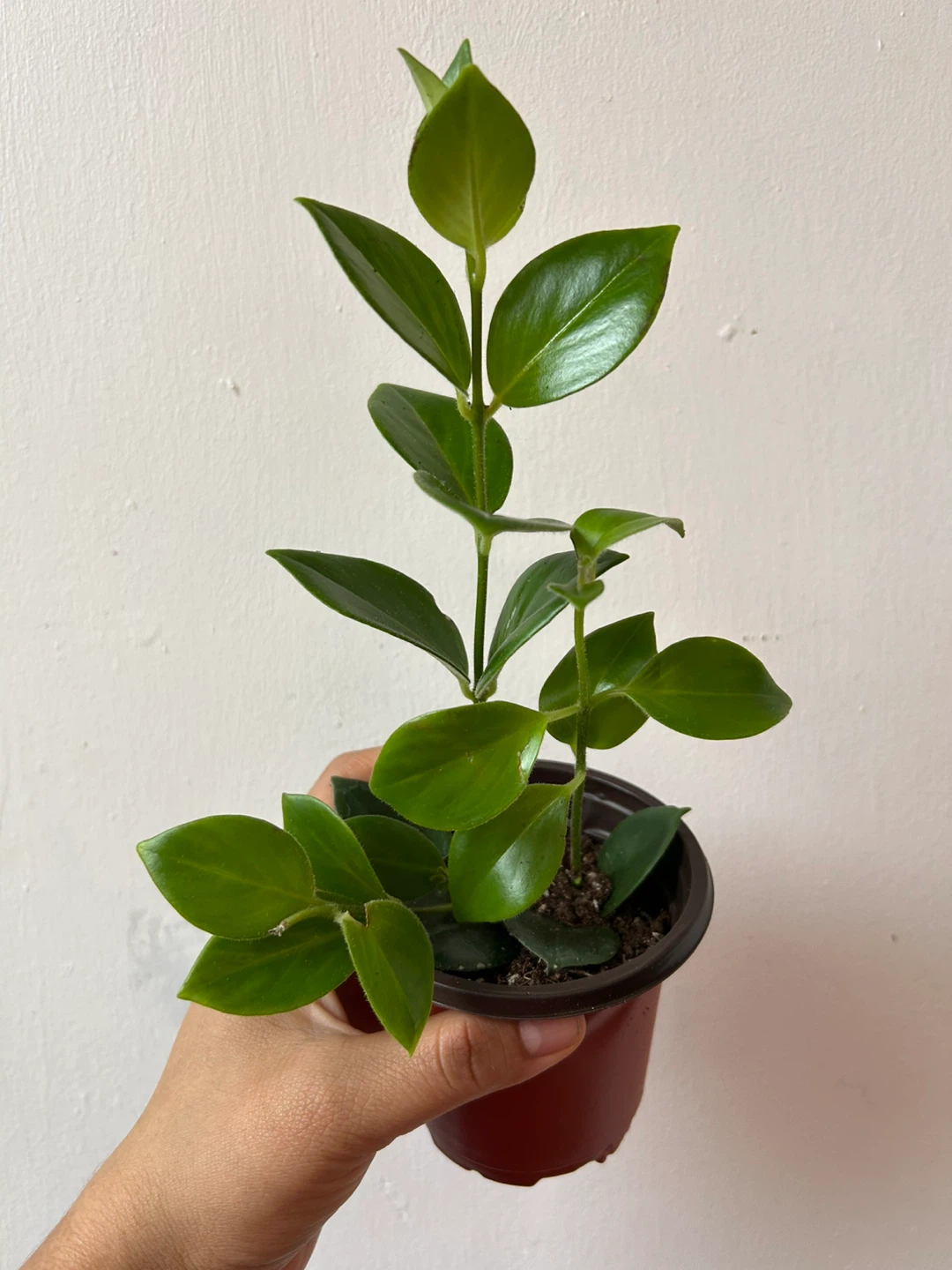 Lipstick plant Mona Lisa 🥕