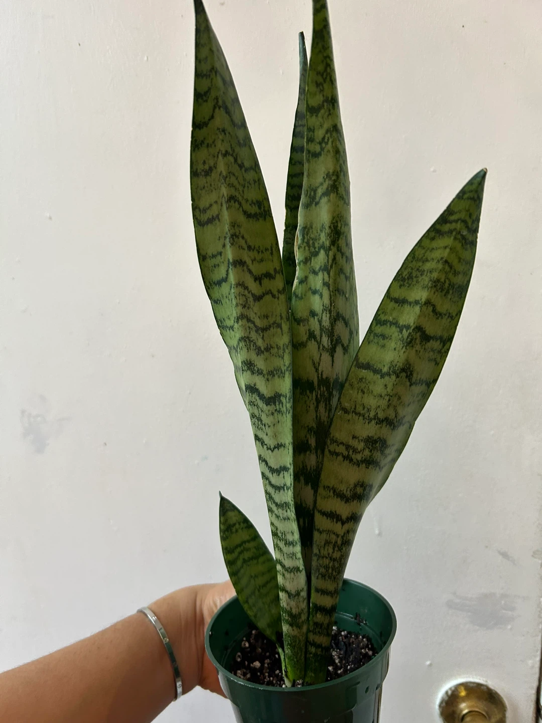 Snake plant 🥕 - photo 4