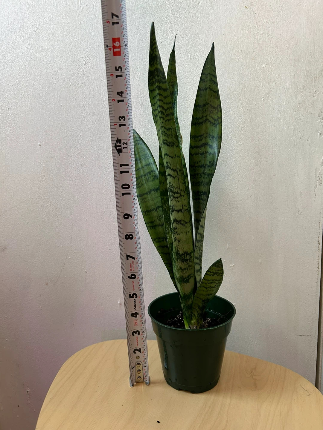 Snake plant 🥕 - photo 3