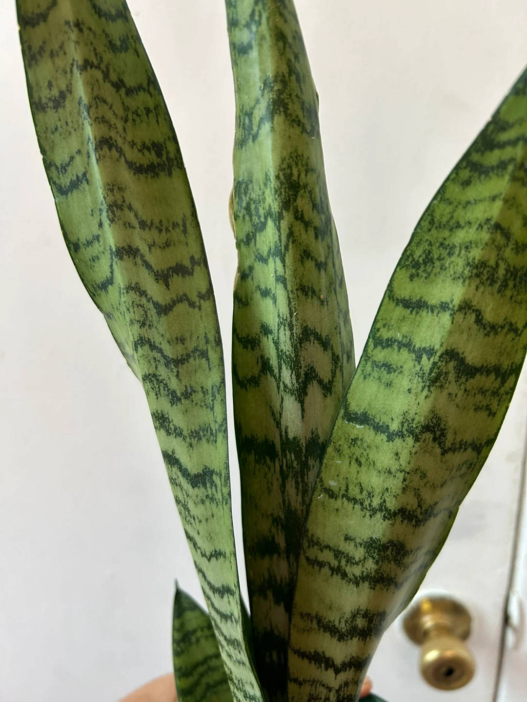 Snake plant 🥕 - photo 5