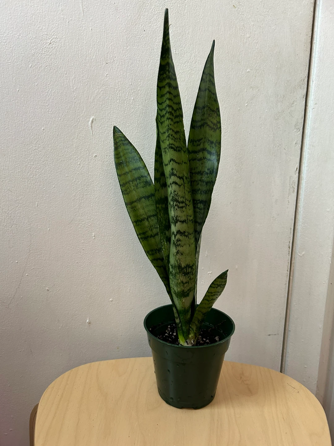 Snake plant 🥕 - photo 2