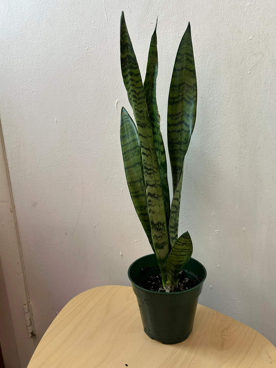 Snake plant 🥕