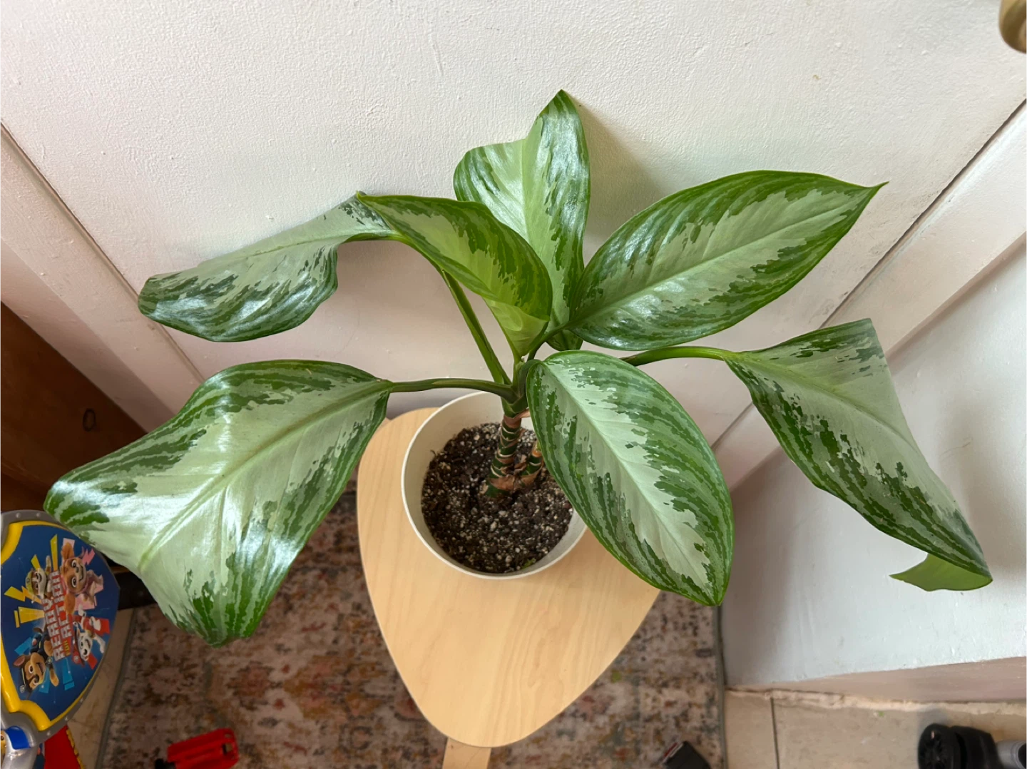 Chinese ever green 🥕plant