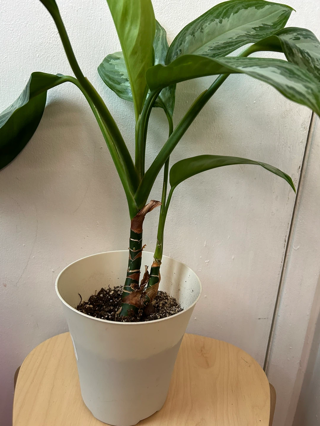 Chinese ever green 🥕plant - photo 5