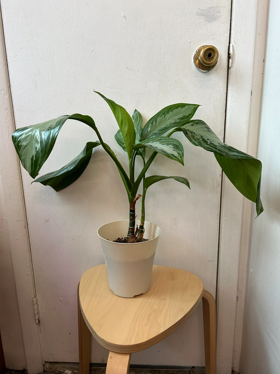 Chinese ever green 🥕plant - photo 3