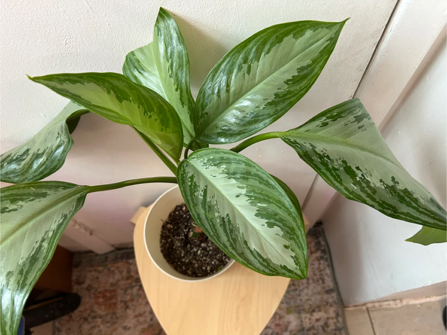 Chinese ever green 🥕plant - photo 2