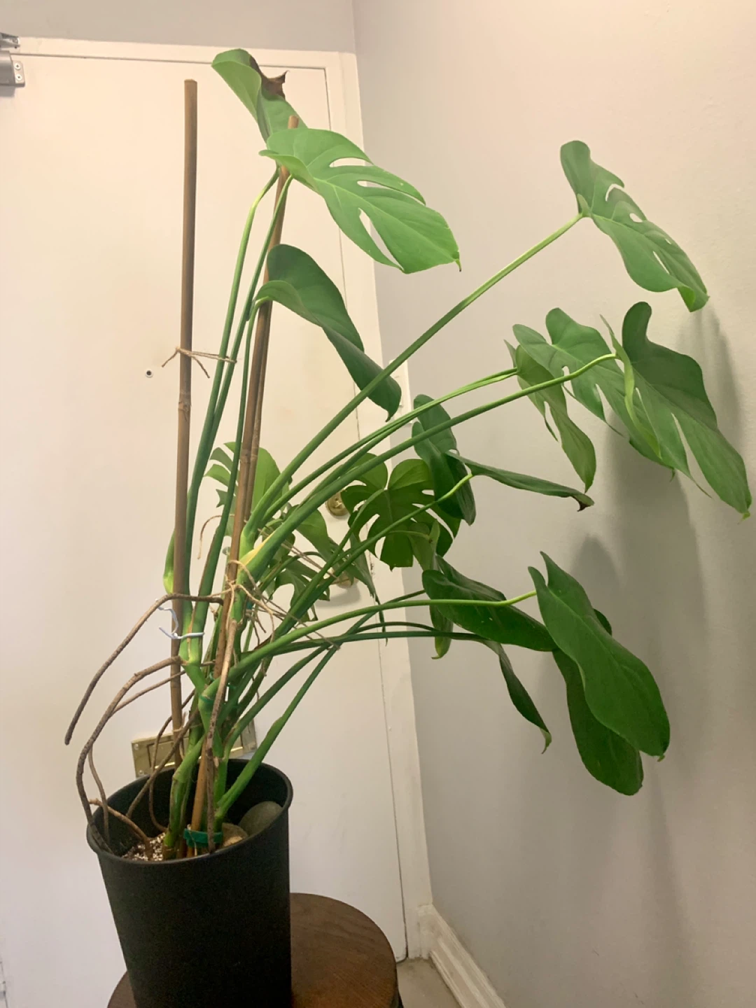 Monstera Deliciosa Plant - photo 5