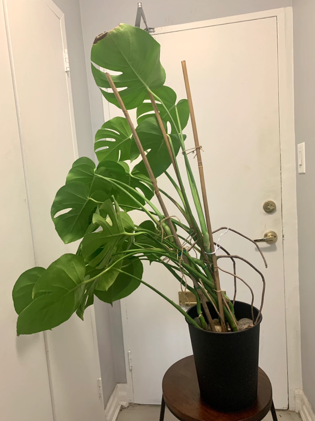 Monstera Deliciosa Plant - photo 4