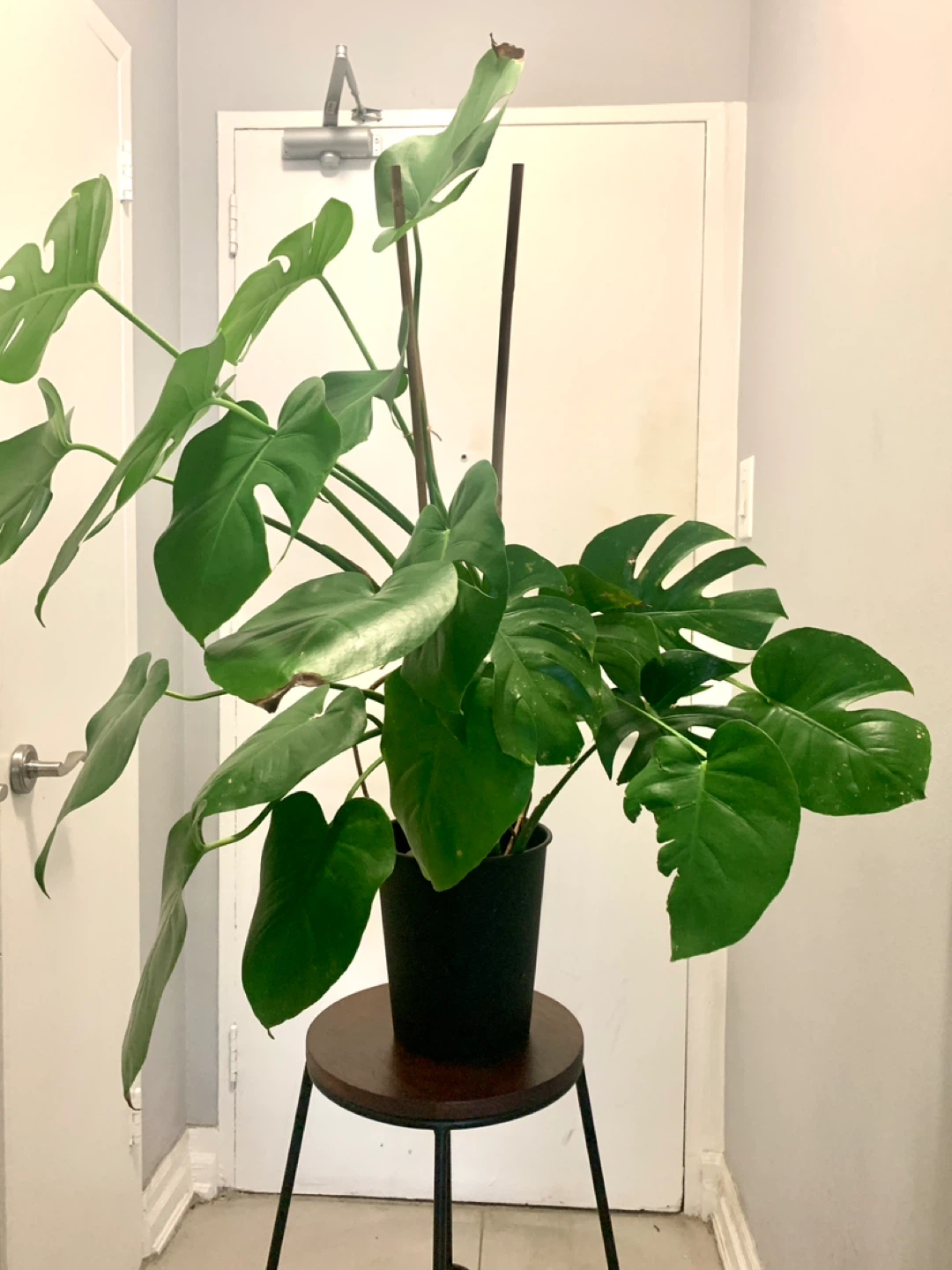 Monstera Deliciosa Plant - photo 3
