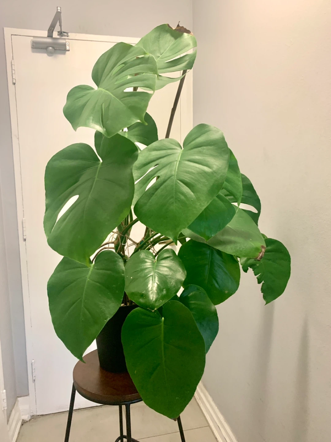Monstera Deliciosa Plant